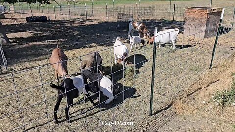 Graham Family Farm NW: 9:10 AM August 12 2025