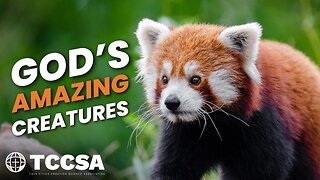 God's Amazing Creatures - Dr. Joseph Kezele