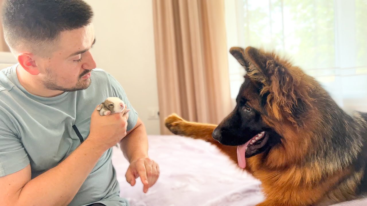 German Shepherd Meets New Baby Bunny for the First Time