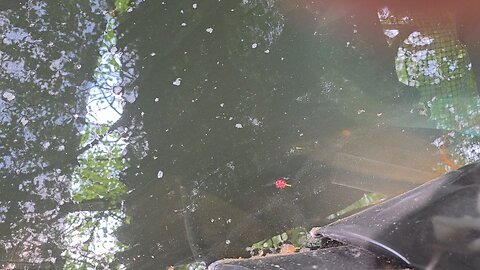 We Do Have Baby Koi