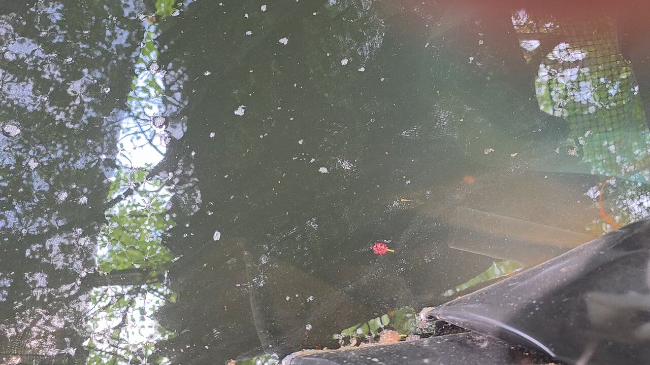 We Do Have Baby Koi