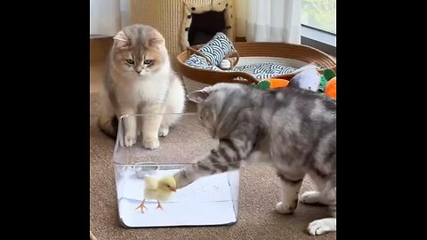 Oh, it smells so bad.🐈👀🐥