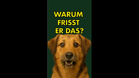 Warum frisst mein Hund so etwas?!!!