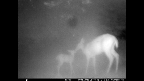 Deer Cam 07-18-2025 Doe And Fawn In Thick Fog Game Cam Trail Cam