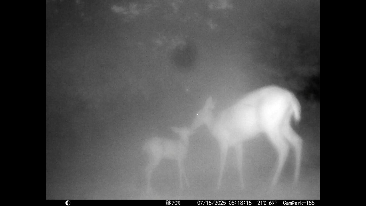 Deer Cam 07-18-2025 Doe And Fawn In Thick Fog Game Cam Trail Cam