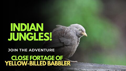Yellow-Billed Babblers Up Close | Sri Lanka’s Most Talkative Birds!