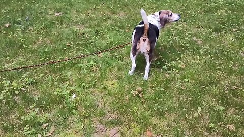 Bandit