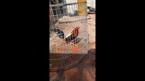 gallos