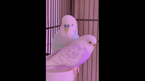 Beautiful parrot's pair