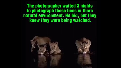 I Spent The Night With Lions