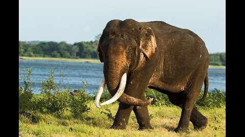 sri lankan elephant family funny