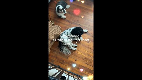 Dog Sitters Life