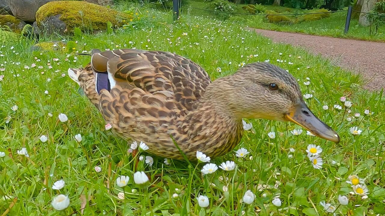 This Time Mother Hen Keeps the 5 Ducklings in the Dark About the Oats