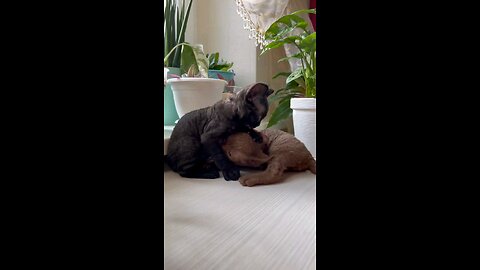 Cats fight