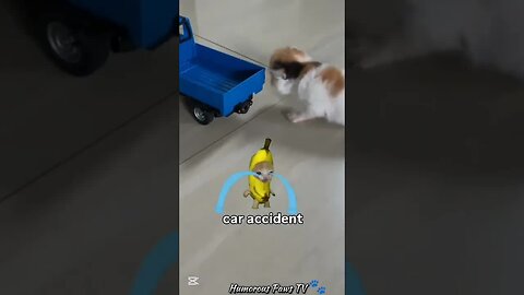 These Pets Are Pure Comedy!