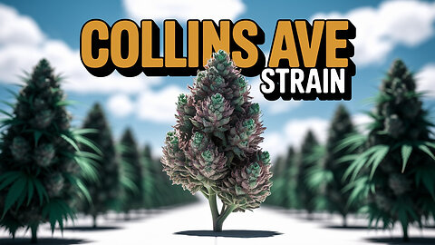 COLLINS AVE STRAIN REVIEW 🌿 | JK DISTRO’S HOT NEW DROP! (Unboxing + First Impressions)