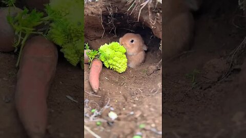 What dish does the little rabbit eat? Cute pet debut plan Rabbit Pastoral cute pet