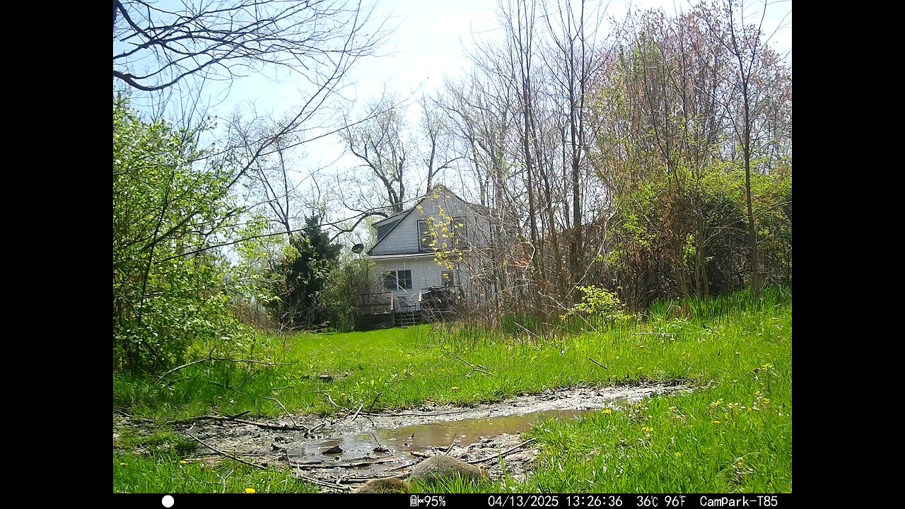 Deer Cam 04-13-2025 Squirrel