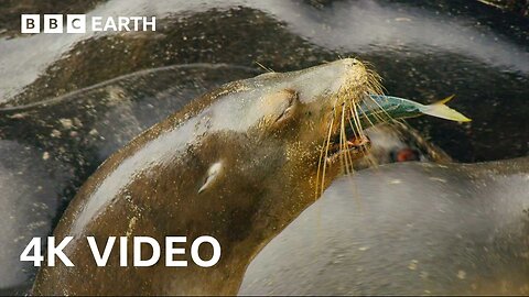 Sea Lions Use This Hidden Cove to Ambush Prey | 4K UHD | BBC Earth