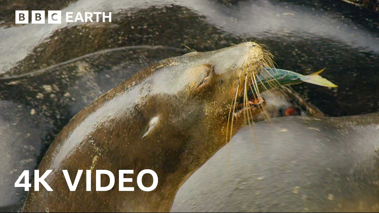 Sea Lions Use This Hidden Cove to Ambush Prey | 4K UHD | BBC Earth