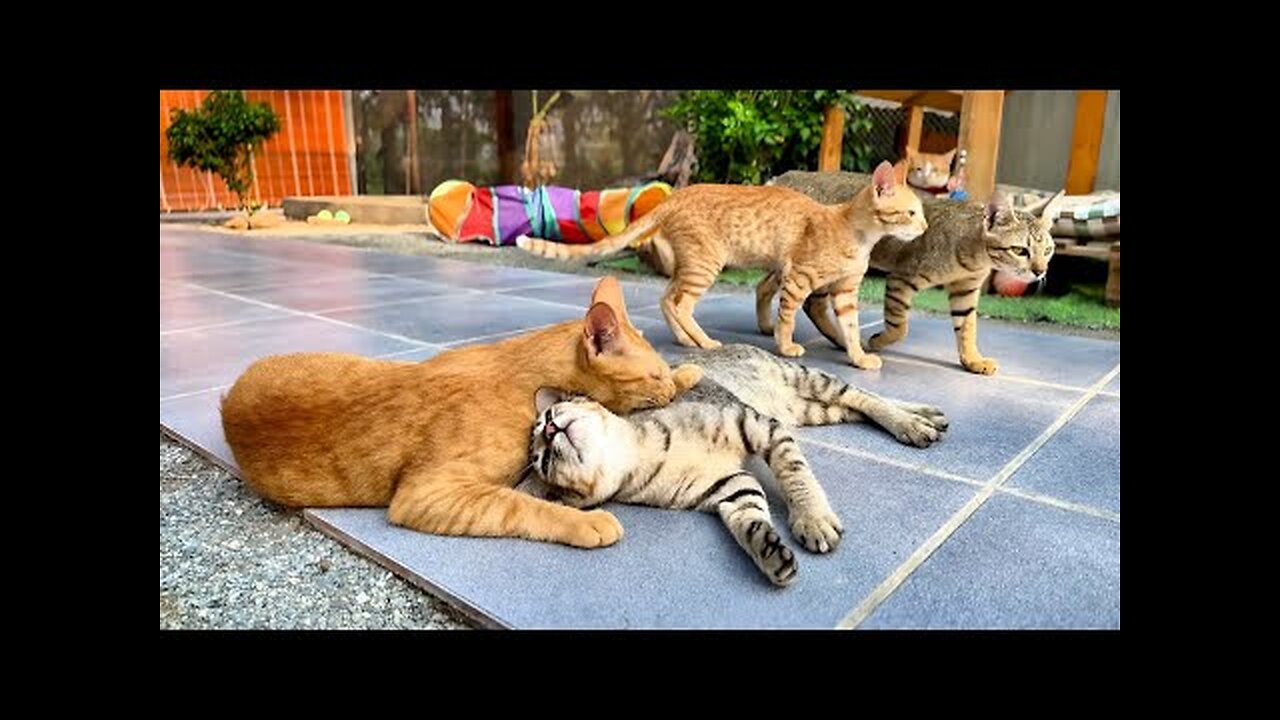 Miracle Grooming His Friend | Tony so Lazy to walk He wants to sleep all the time