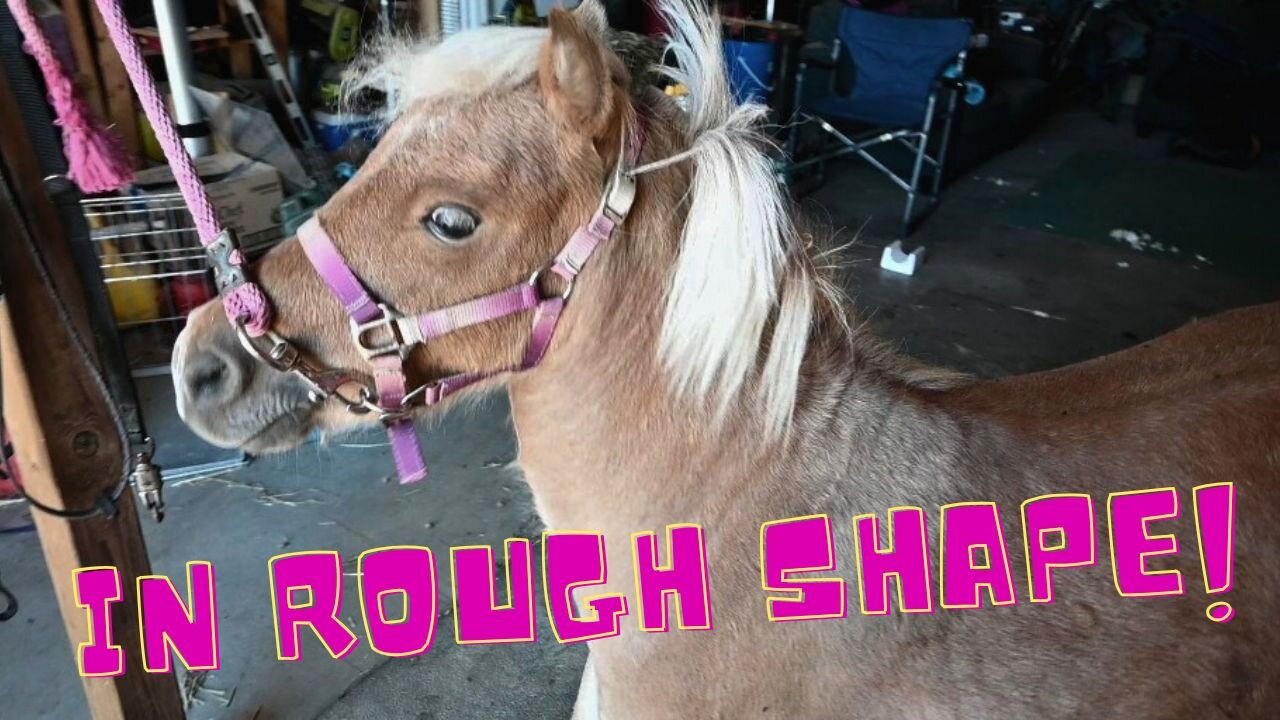 Our MINI Horse Is In ROUGH Shape!