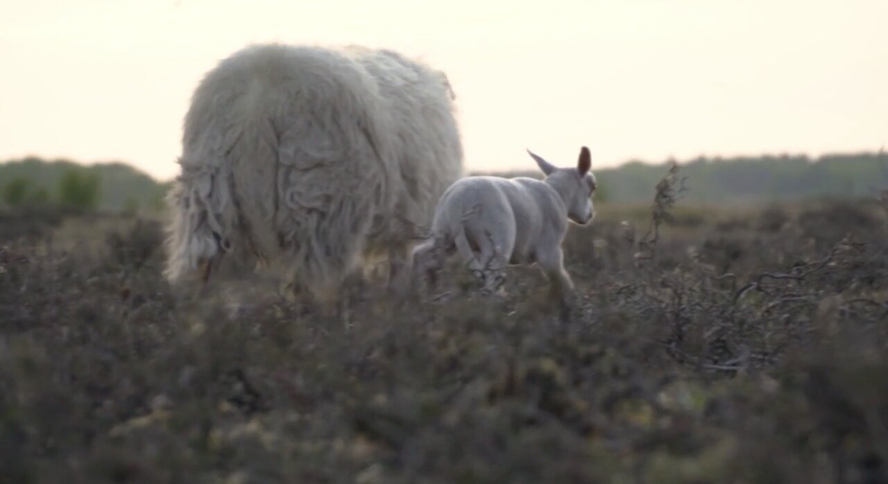 Lamb, farm animals, sheep