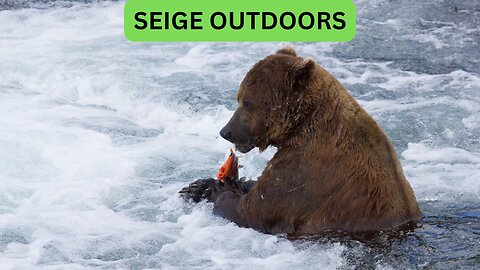 Katmai National Park Bear Feeding Live Stream!