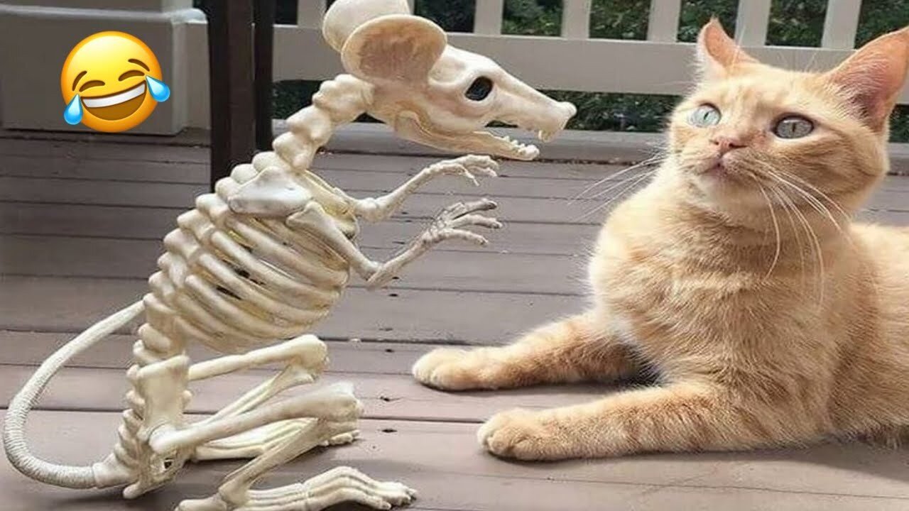 The Funniest Cats and Dogs Clip😼🐶||Try Not To Laugh😜