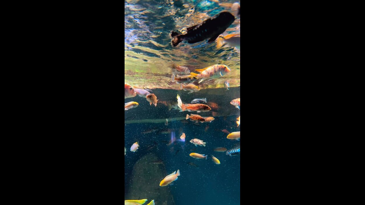 Colorful little fish