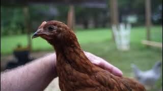Relentless Pursuit of Sausage by Poultry