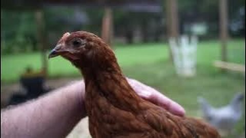 Relentless Pursuit of Sausage by Poultry