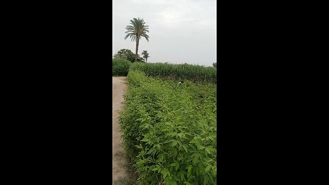 full nature