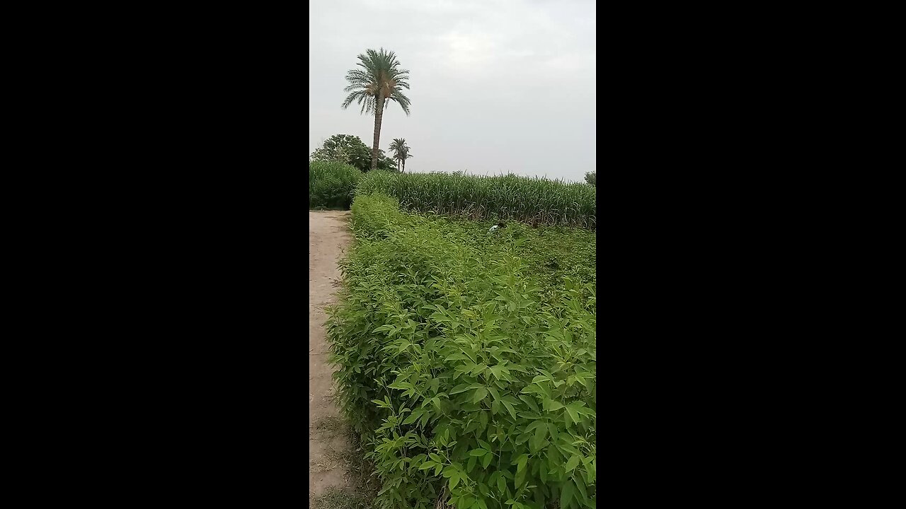 full nature