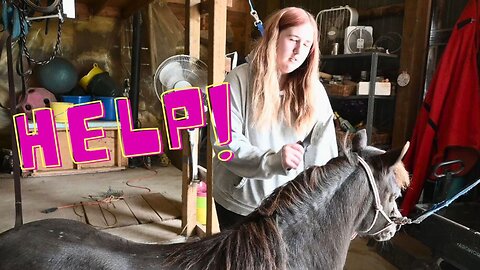 TRAUMA In The HORSE Barn!