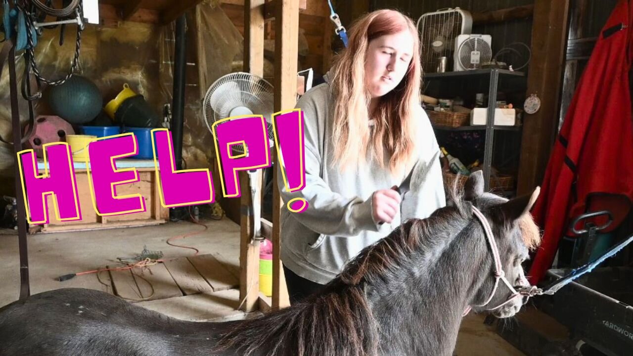 TRAUMA In The HORSE Barn!