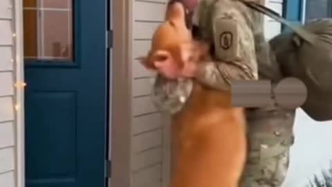 Dogs reactions when they met their master