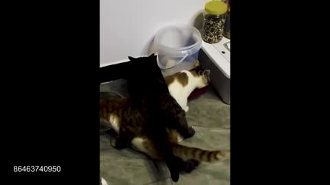 Animals are the best comedians 2025 part 23