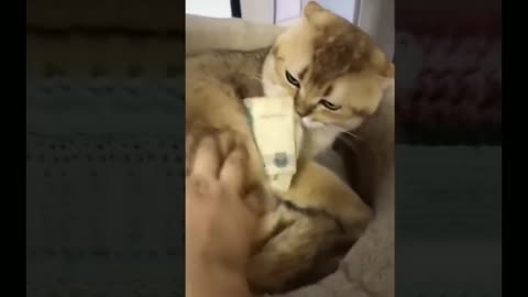 funny animals (Anímales divertidos)