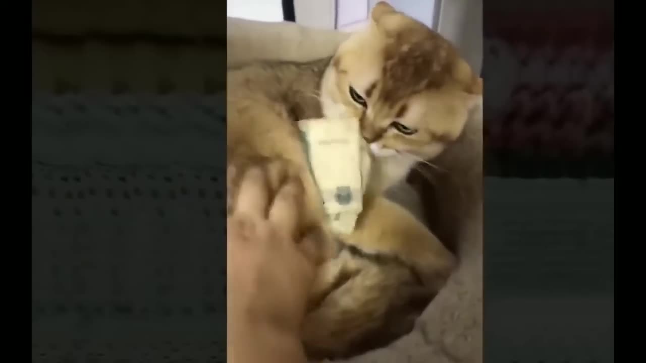 funny animals (Anímales divertidos)