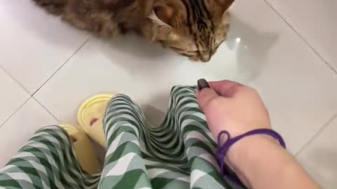 Cat： Mom, pet me quickly