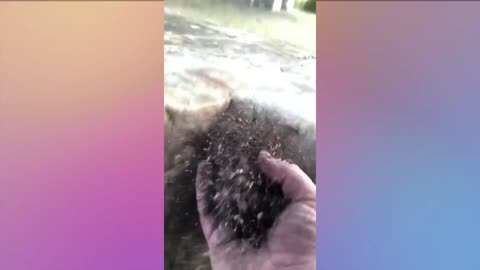 Satisfying video #17