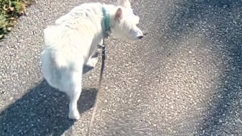 dog