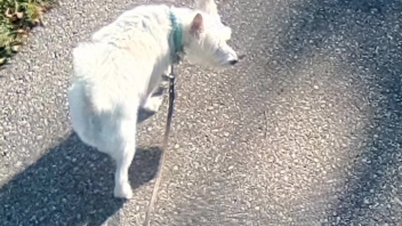 dog