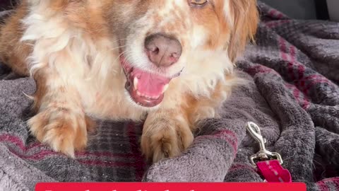 😂🐶 Dog's Post-Surgery Stumble is Priceless! | FunFM