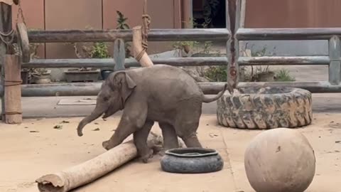 Cutest Baby Elephant Moments ❤️ | Animal Explore