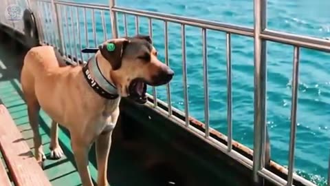 Dog takes subway for 4 years, everyone is shocked when they know the reason