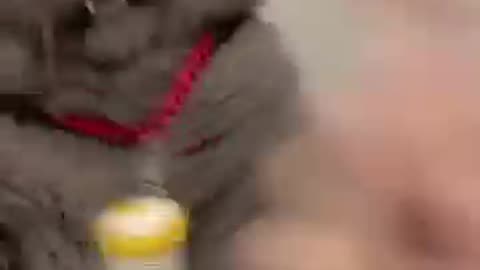 Cat Funny videos