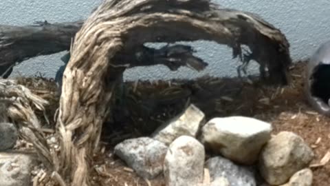 Western Fence Lizard Update 2 after one week