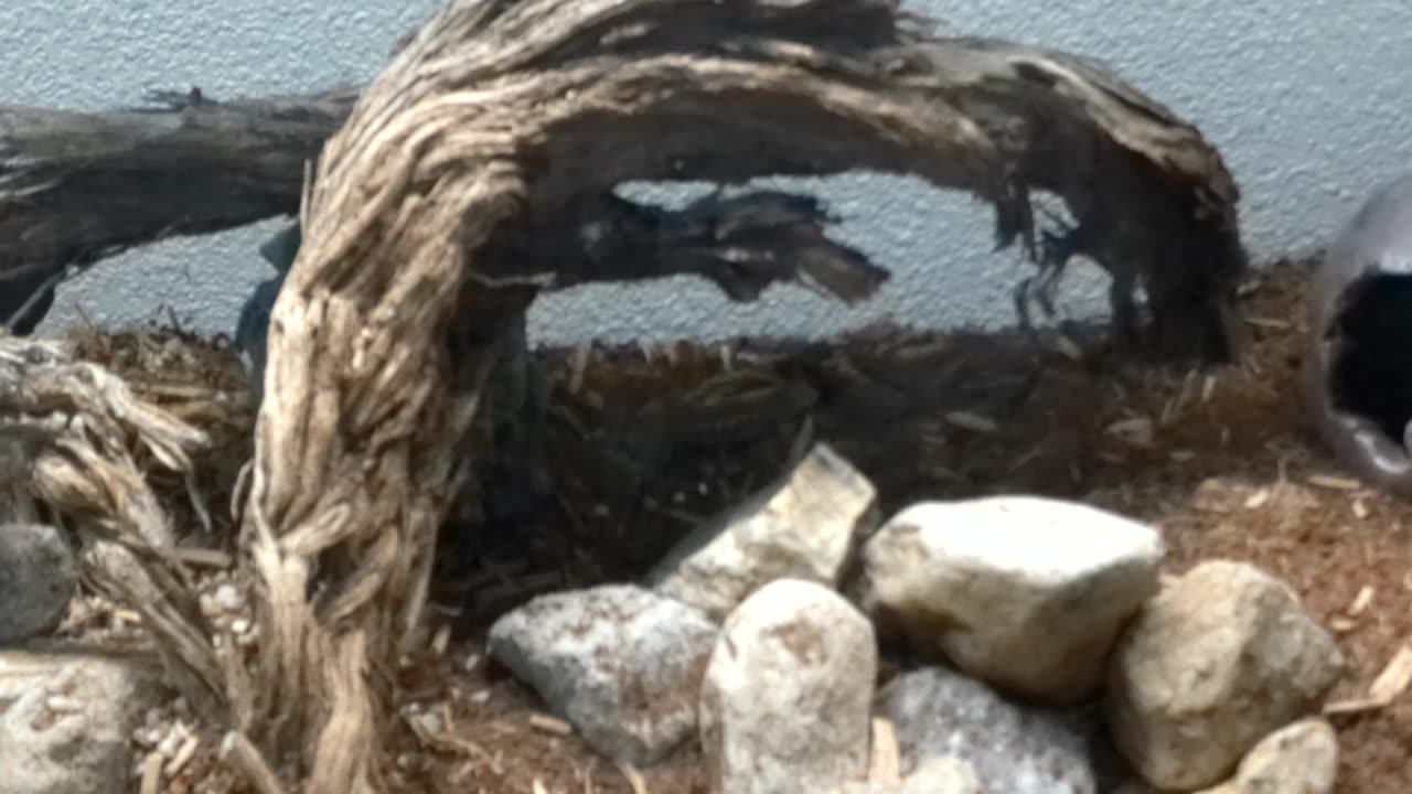 Western Fence Lizard Update 2 after one week